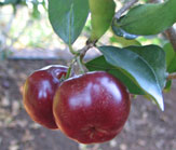 Acerola Kirsche